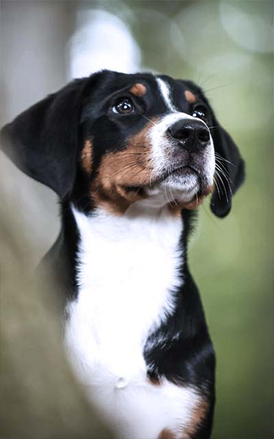 Heidi_Website